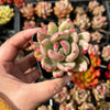 Echeveria 'Avocado Cream'
