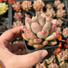 Echeveria 'Avocado Cream'