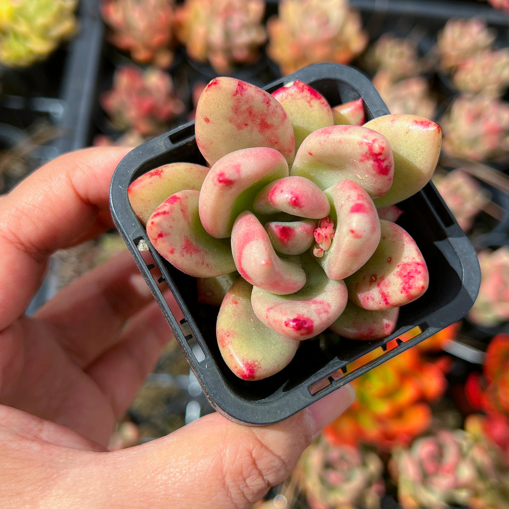 Echeveria 'Avocado Cream'