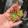 Echeveria minima x ballsii  (1 x CUTTING)