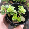 Sedum makinoi 'Tundra Tornado' ( 2x CUTTINGS )