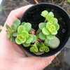 Sedum makinoi 'Tundra Tornado' ( 2x CUTTINGS )