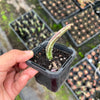 Senecio stapeliaeformis v. minor (RED FLOWER)