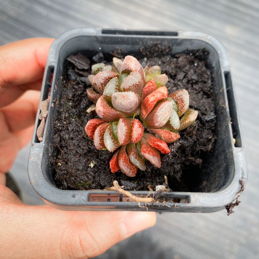 Haworthia hybrid - Type 3 (H. maughanii hyb Seedling)