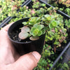 Sedum makinoi 'Tundra Tornado' ( 2x CUTTINGS )