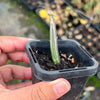 Senecio stapeliaeformis v. minor (RED FLOWER)