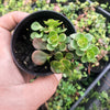 Sedum makinoi 'Tundra Tornado' ( 2x CUTTINGS )