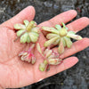 Echeveria minima x ballsii  (1 x CUTTING)