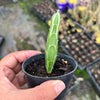 Senecio stapeliaeformis v. minor (RED FLOWER)