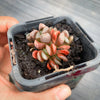 Haworthia hybrid - Type 3 (H. maughanii hyb Seedling)