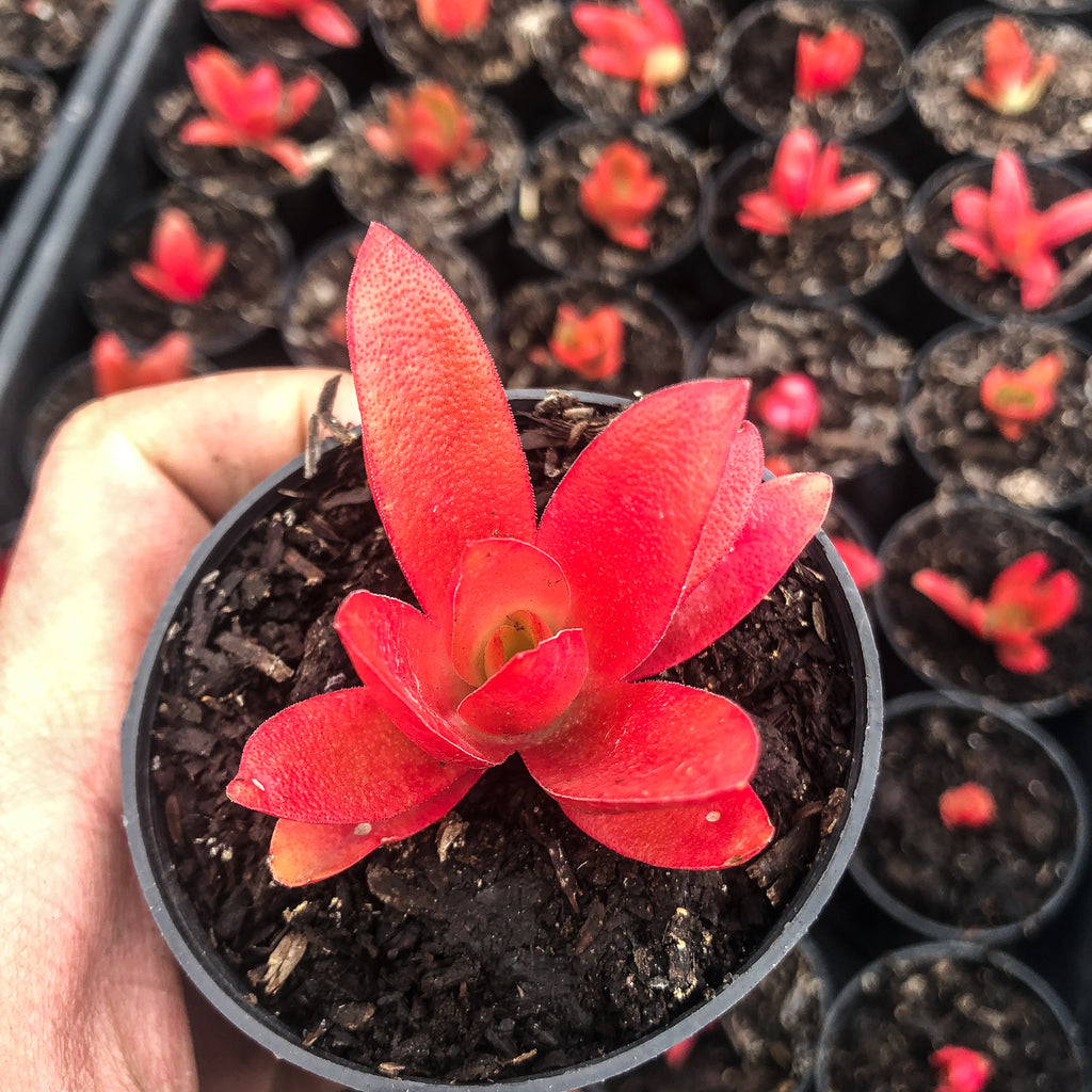 Crassula capitella 'Campfire'