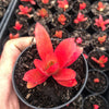 Crassula capitella 'Campfire'