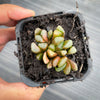 Haworthia hybrid - Type 3 (H. maughanii hyb Seedling)