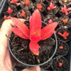 Crassula capitella 'Campfire'