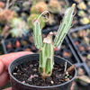 Senecio stapeliaeformis v. minor (RED FLOWER)