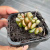 Haworthia hybrid - Type 3 (H. maughanii hyb Seedling)