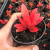 Crassula capitella 'Campfire'