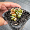 Haworthia hybrid - Type 3 (H. maughanii hyb Seedling)