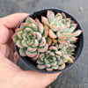 Echeveria Mebina (CLUSTER)
