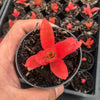 Crassula capitella 'Campfire'