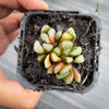 Haworthia hybrid - Type 3 (H. maughanii hyb Seedling)