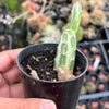 Senecio stapeliaeformis v. minor (RED FLOWER)