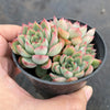 Echeveria Mebina (CLUSTER)