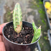 Senecio stapeliaeformis v. minor (RED FLOWER)