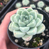 Echeveria elegans 'Albicans' (has marks)