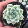 Echeveria elegans 'Albicans' (has marks)