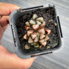 Haworthia hybrid - Type 3 (H. maughanii hyb Seedling)