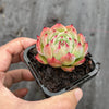 Echeveria Momotaro 'Peach Boy'