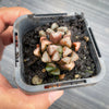 Haworthia hybrid - Type 3 (H. maughanii hyb Seedling)