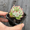 Echeveria Momotaro 'Peach Boy'