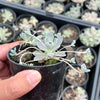 (CLUSTER) Orostachys iwarenge var. boehmeri - (Chinese dunce cap)