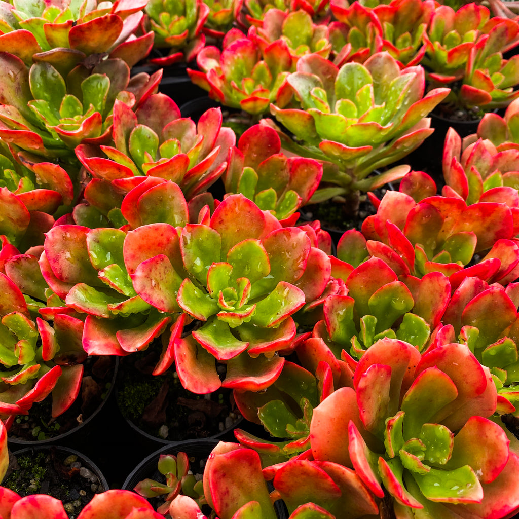 Echeveria muldicaulis 'Lipstick'