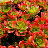 Echeveria muldicaulis 'Lipstick'