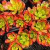 Echeveria muldicaulis 'Lipstick'