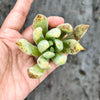 Echeveria 'Icicle' (1 x CUTTING)