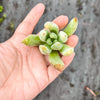 Echeveria 'Icicle' (1 x CUTTING)