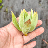 Echeveria 'Icicle' (1 x CUTTING)