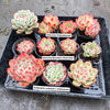 Echeveria Momotaro 'Peach Boy'