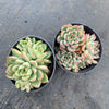Echeveria Mebina (CLUSTER)