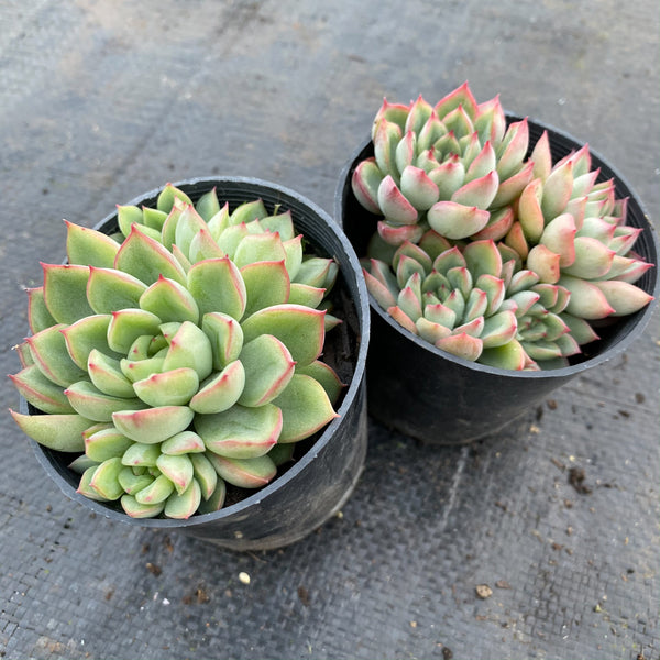 mebina succulent Echeveria Mebina (CLUSTER) – LET LOVE GROW (Succulent & Cactus)