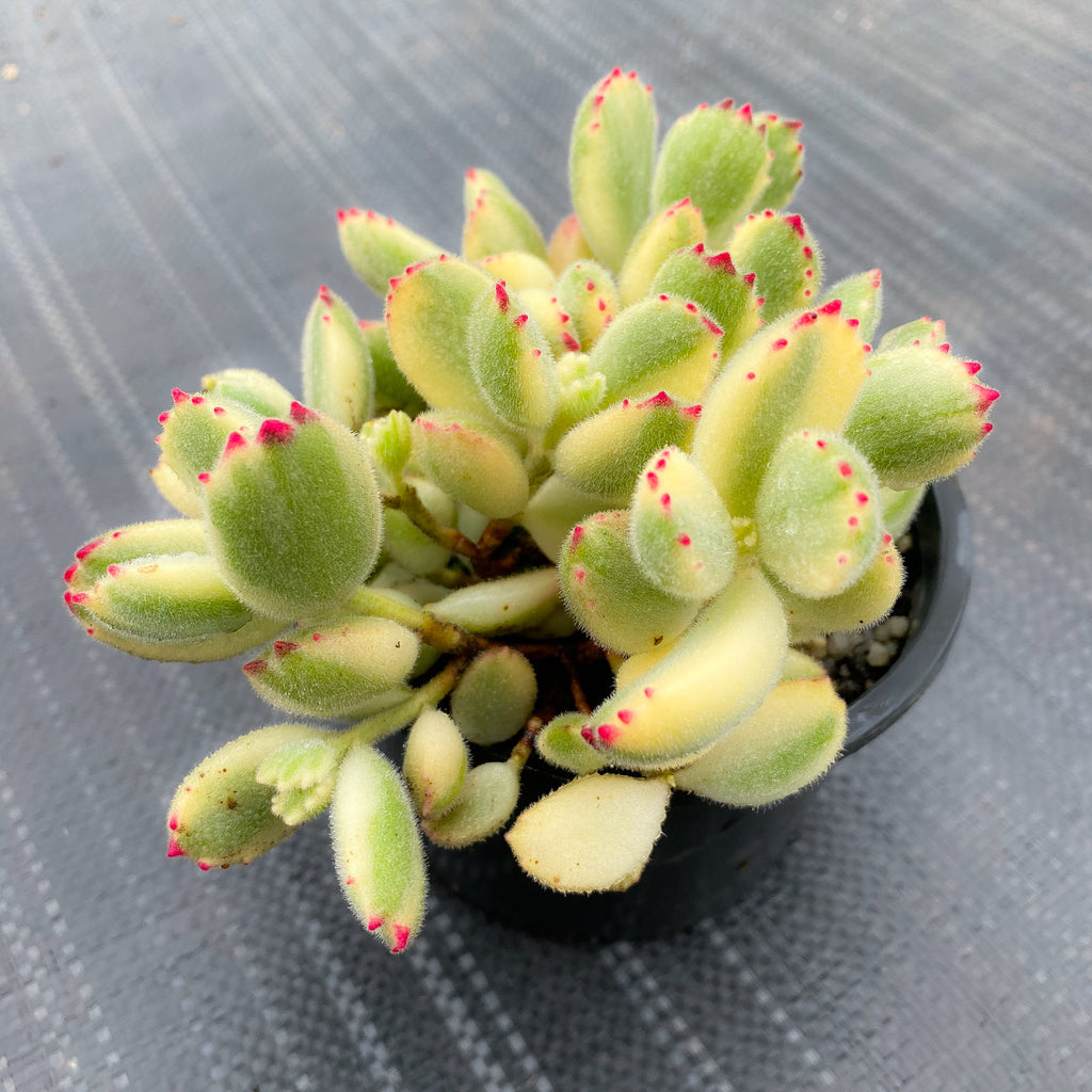 Cotyledon Tomentosa 'Bear's Paws' variegata (WHITE)(XS)