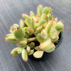 Cotyledon Tomentosa 'Bear's Paws' variegata (WHITE)(XS)