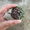 Echeveria setosa var. deminuta x lilacina