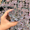 Echeveria 'Neon Breakers'