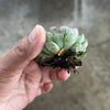 Echeveria setosa var. deminuta x lilacina