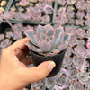 Echeveria 'Neon Breakers'